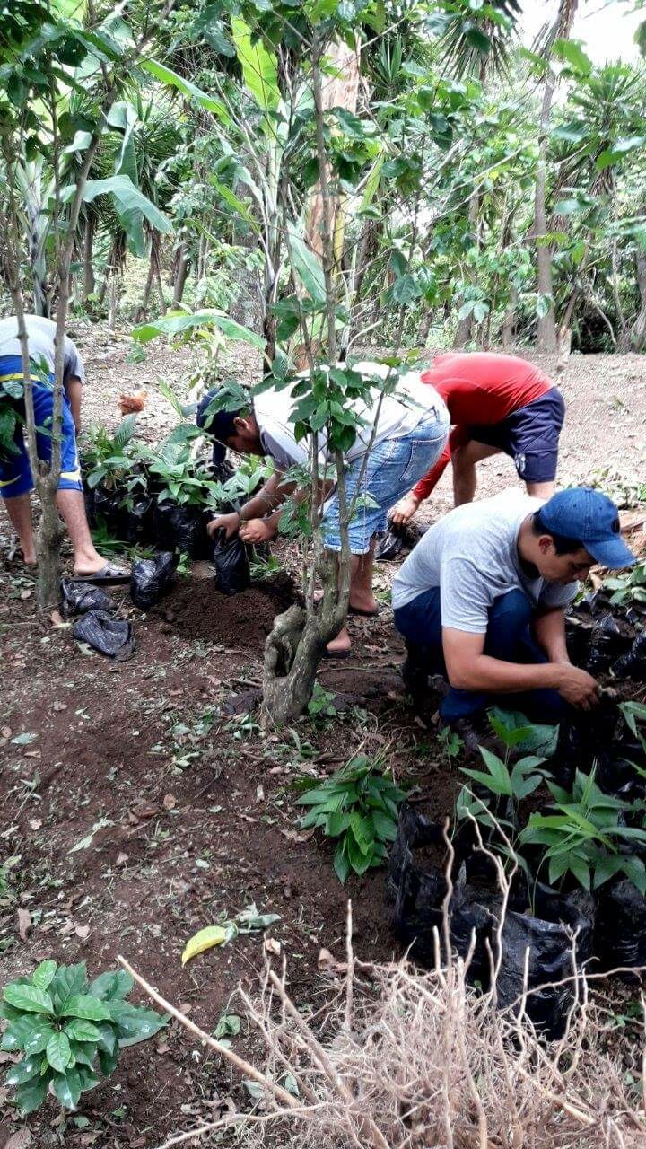 Finca planting